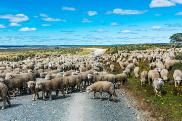 Fototapeta premium Herd of sheep on the road in Tierra del Fuego