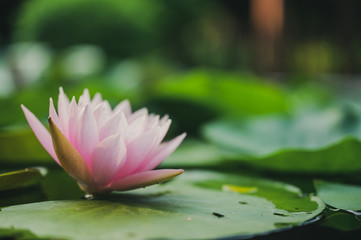 beautiful lotus flower on the water after rain in garden.