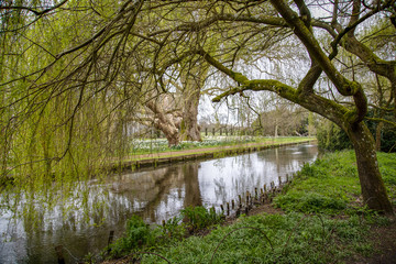Willow trees overhanging a quiet trout river in England.