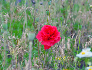 Obraz premium Red poppy blooms on a field on a sunny summer day