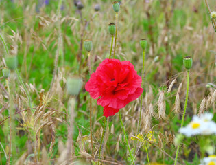 Obraz premium Red poppy blooms on a field on a sunny summer day