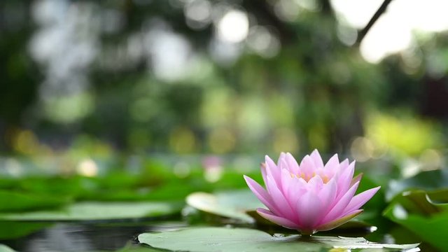 beautiful lotus flower on the water after rain in garden.