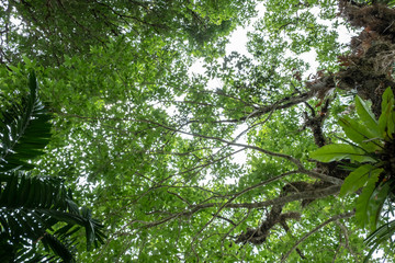 Fototapeta premium Looking up to the sky in the big forest
