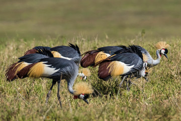  Grey Crowned Cranes standing on the ground