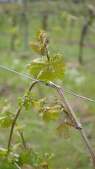 Austrieb im Weinberg (Pfalz)