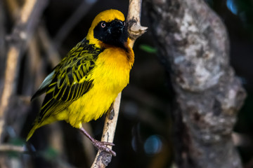 Weaverbird standing on a tree