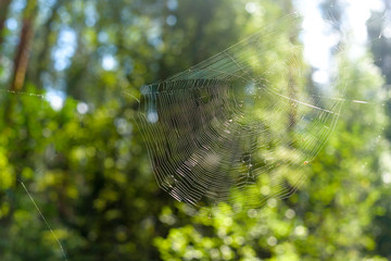 Spider web closeup against in forest on summer day green nature background