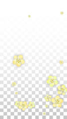 Vector Realistic Yellow Flowers Falling on Transparent Background.  Spring Romantic Flowers Illustration. Flying Petals. Sakura Spa Design. Blossom Confetti. Design Elements for Wedding Decoration.