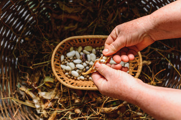 white and purple dwarf beans drying in bean pods.