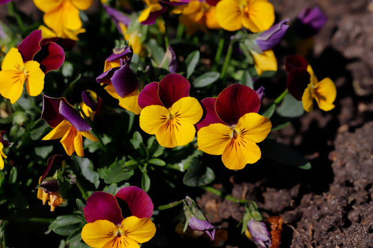 Close-up of purple-yellow viola flowers in the spring garden