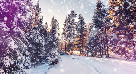 Beautiful winter landscape with snow covered trees. Wintry landscape. snowcovered pine trees under sunlight. road in the forest. retro style. instagram filter.