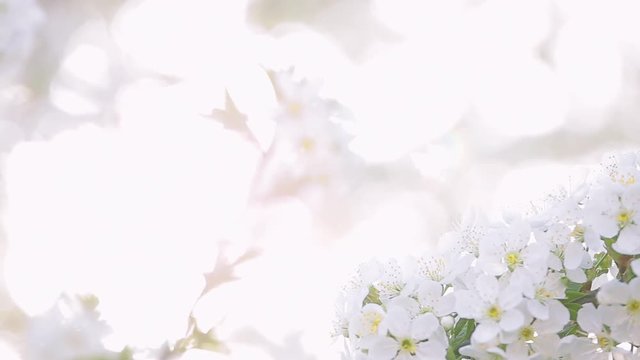 Beautiful white cherry blossom isolated on blurry light bokeh natural background. Nature border of tender flowers and green leaves of fruit blooming tree with soft sunset backlight.