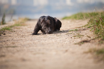 Dog breed American Staffordshire terrier sad lies on trail