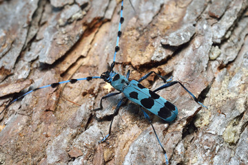 ルリボシカミキリ