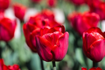 Obraz premium Beautiful bouquet of tulips nature background.