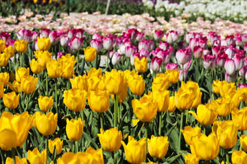 Beautiful bouquet of tulips nature background.