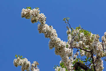 Robinienblüten