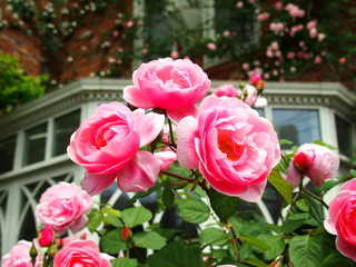 洋館と薔薇咲く風景