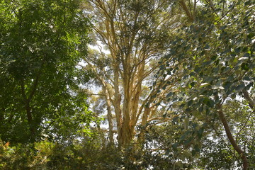 Obraz premium Dense treetops of forest in southeastern Australia in bright back light.