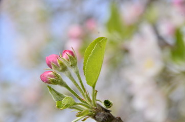 flowers in the garden