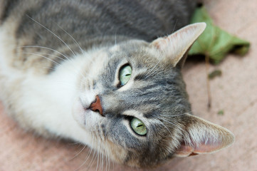 Portrait chat gris aux yeux verts