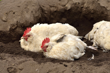 ニワトリの砂浴び
