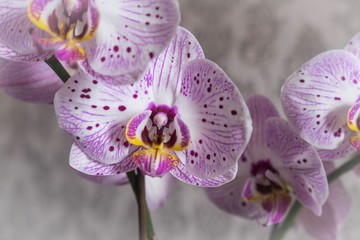 Purple orchids 