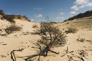 Tree in the Hills of Kijkduin beach 