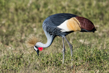  Grey Crowned Cranes standing on the ground