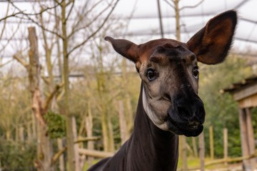 Curious okapi, Zoo