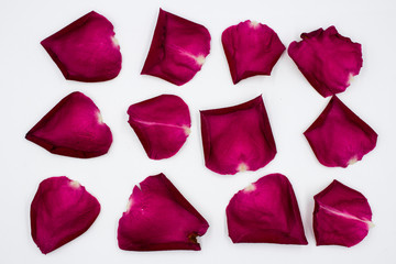 Group of Red Rose Petals on White Background.