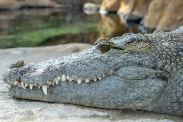 Crocodile in the Zoo