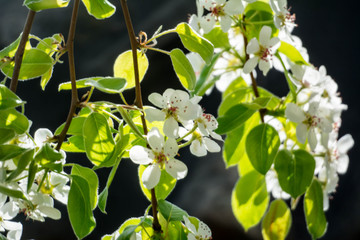 Tenderly white flowering pear tree In spring.