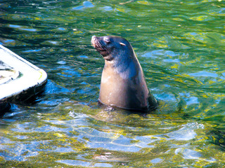 Beautiful seal in the water in a sunny day
