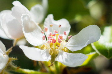 Naklejka na ściany i meble Tenderly white flowering pear tree In spring.