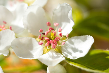 Tenderly white flowering pear tree In spring.