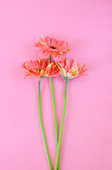 Three gerbera flowers on pink background. Top view.