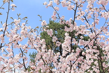 Sakura flowers aspiring to the sun and giving us their beauty