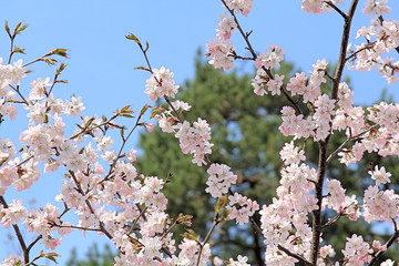 Pattern of beautiful flowers of sakura on a background of green tree and blue sky in spring