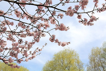 Blooming beautiful sakura blossoms, which teaches our world of love, patience and goodness
