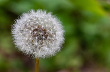 Löwenzahn Pusteblume