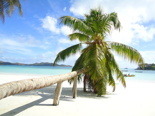 Fototapeta na wymiar Cocotier Seychelles