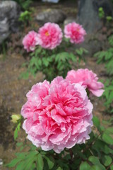 境内に咲く牡丹の花