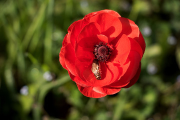 mohnblume im sonnenschein mit insekt