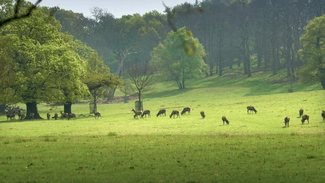4k Steadicam Footage of the Queen&rsquo;s Deer feeding in the early morning mist, in Windsor Great Park, Berkshire - Surrey border, England