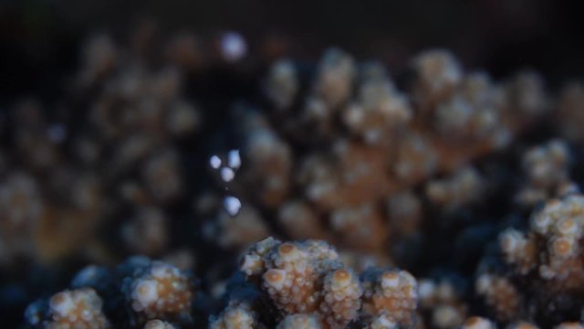 サンゴの産卵