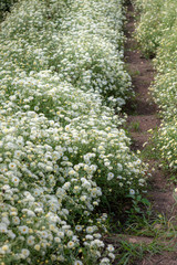 Chrysanthemum Field : White chrysanthemum flower in plantation field . for making chinese herbal medicine.