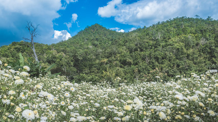 Fototapeta na wymiar Chrysanthemum Field : White chrysanthemum flower in plantation field with blue sky background. for making chinese herbal medicine.