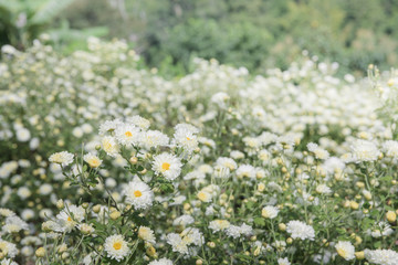 Chrysanthemum Field : White chrysanthemum flower in plantation field . for making chinese herbal medicine.
