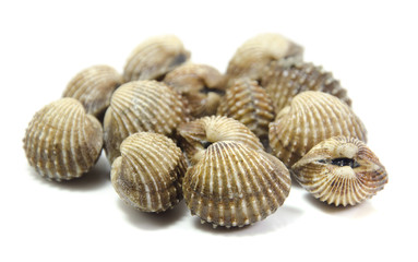 cockles isolated on white background